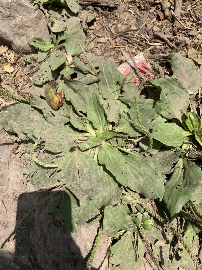 Plantago major