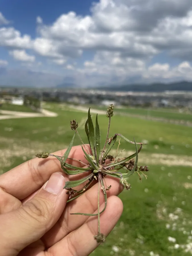 Plantago notata
