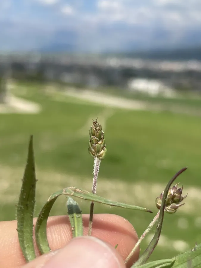 Plantago notata