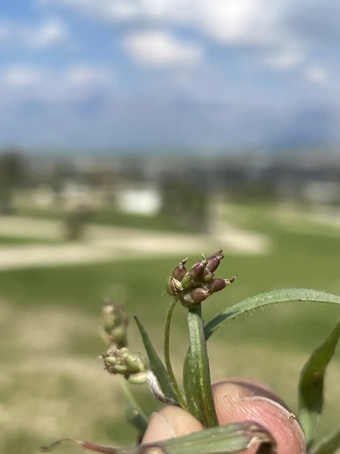 Plantago notata