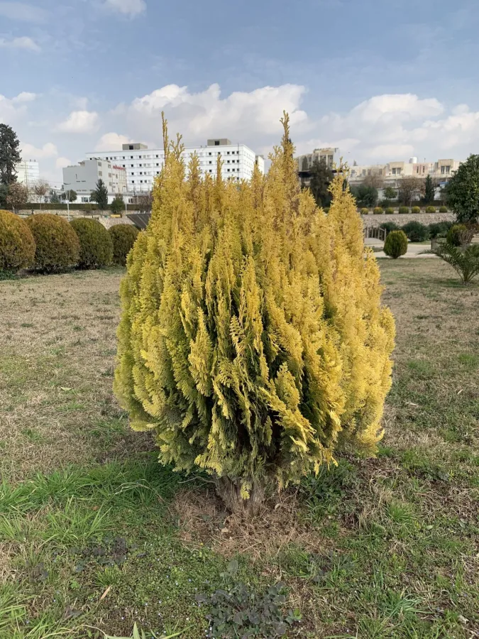 Platycladus orientalis