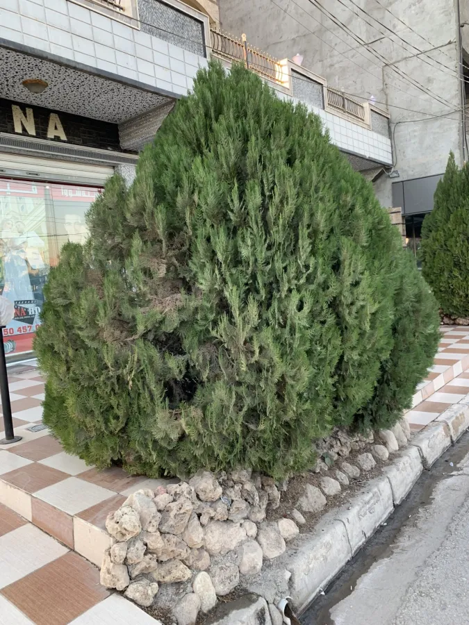 Platycladus orientalis