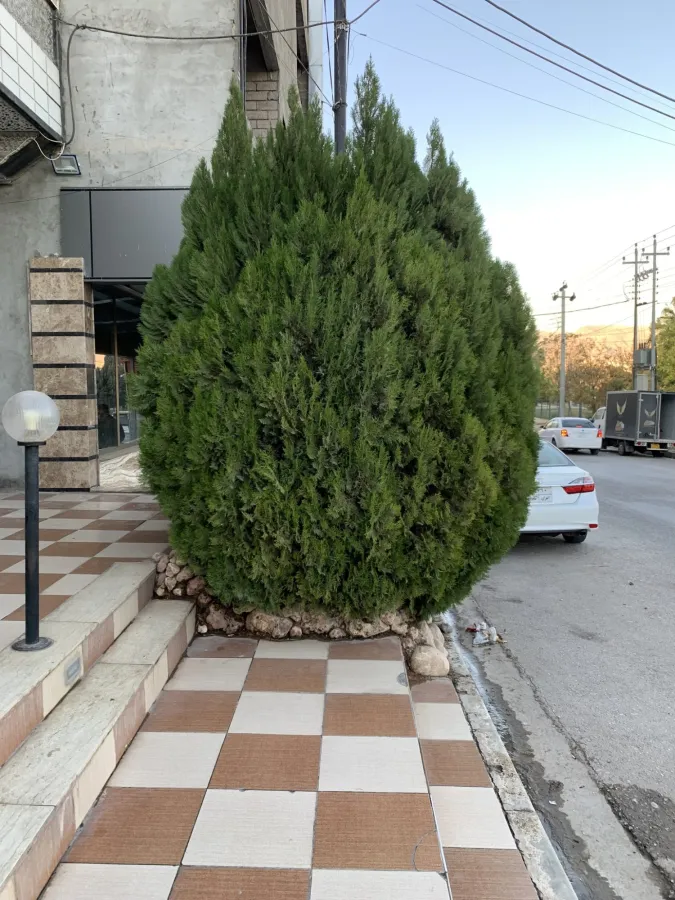Platycladus orientalis