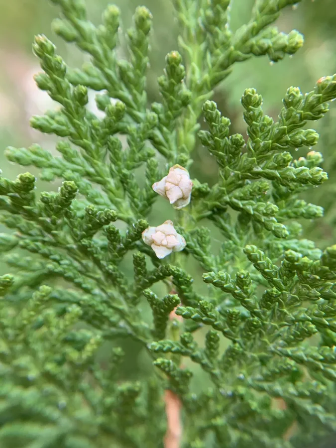 Platycladus orientalis