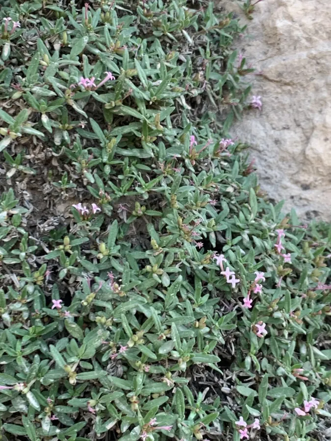 Plocama calabrica