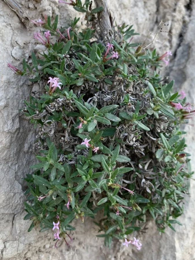 Plocama calabrica