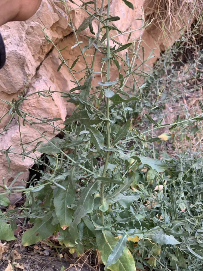 Plumbago europaea