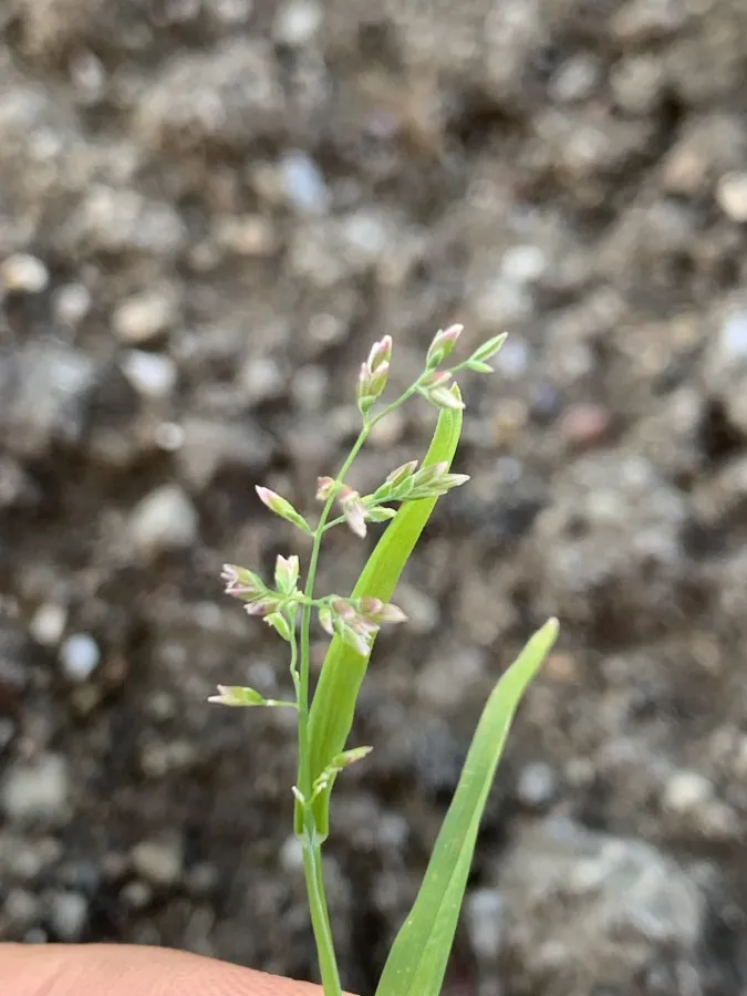 Poa annua