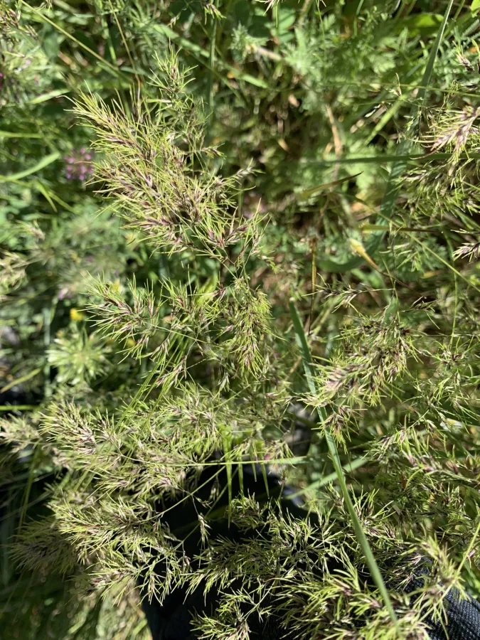 Poa bulbosa