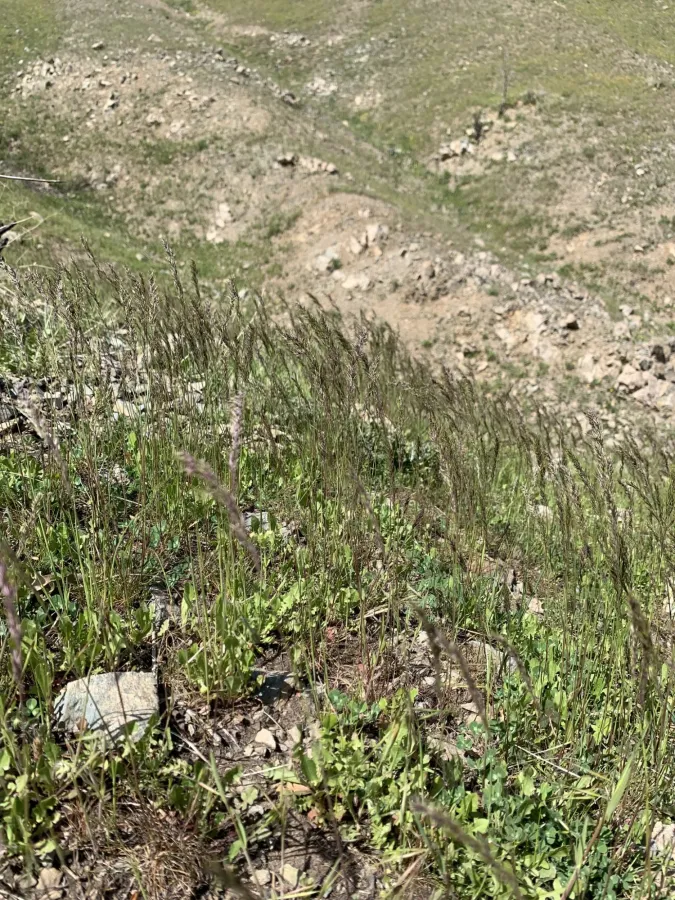 Poa bulbosa