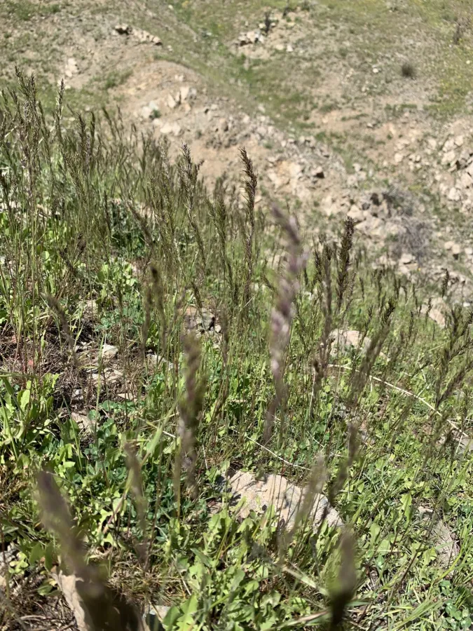 Poa bulbosa