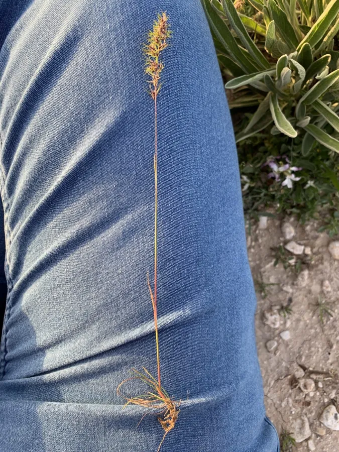 Poa bulbosa