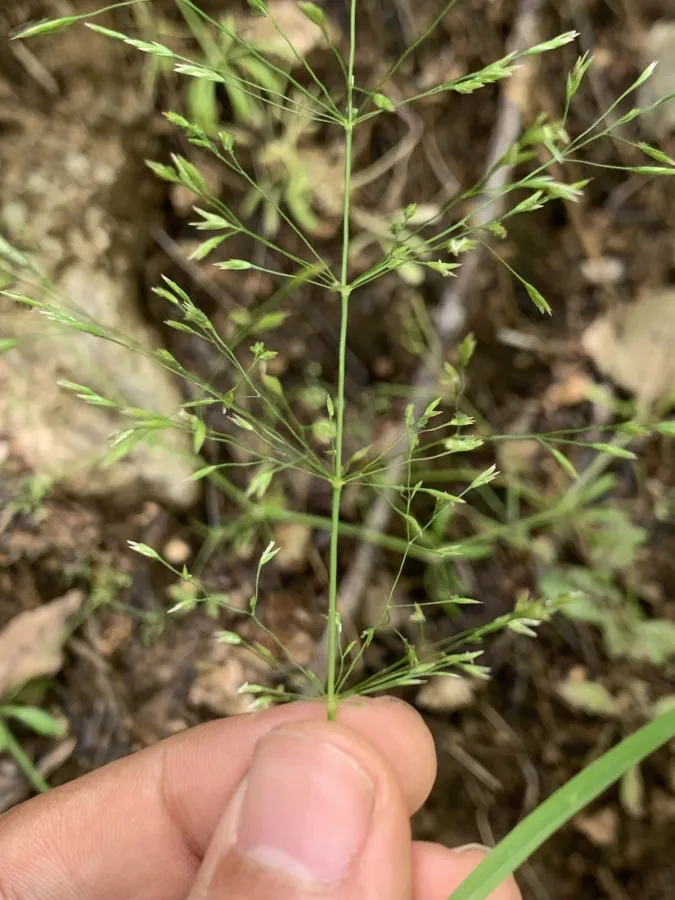 Poa persica