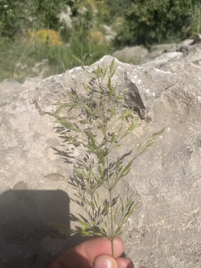 Poa persica