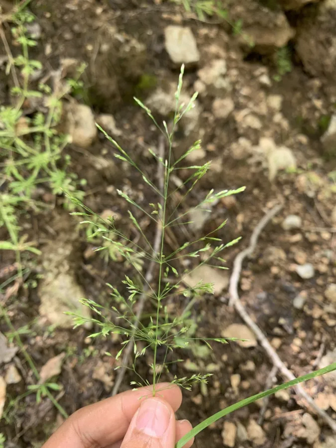Poa persica