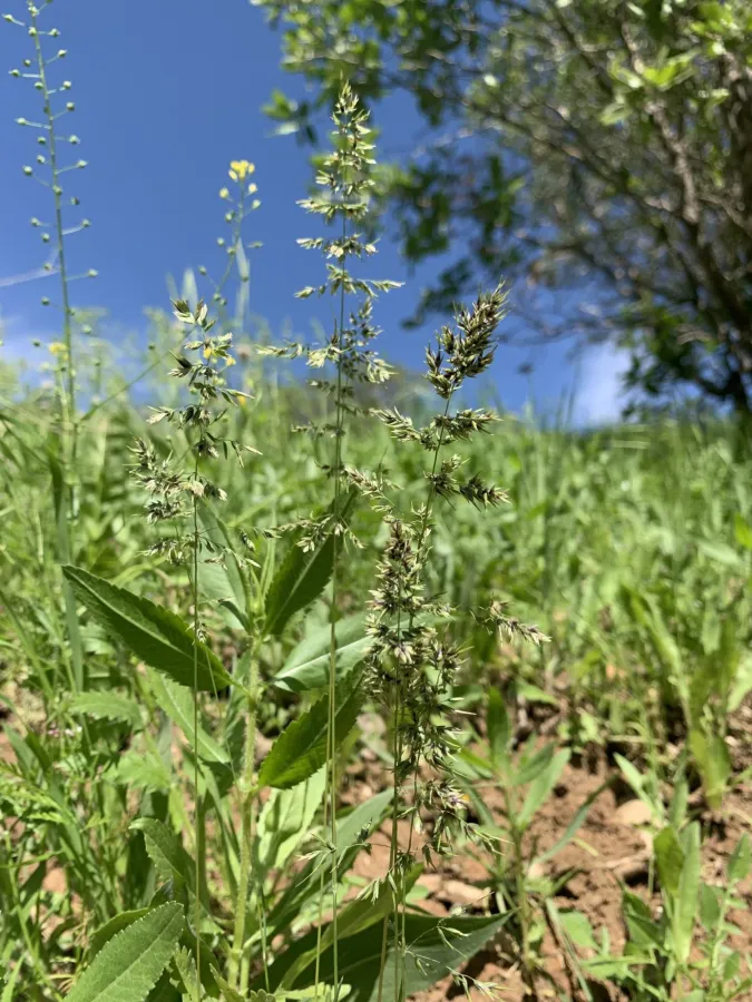 Poa pratensis