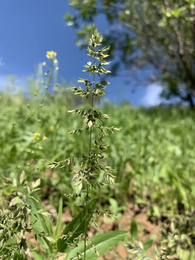 Poa pratensis