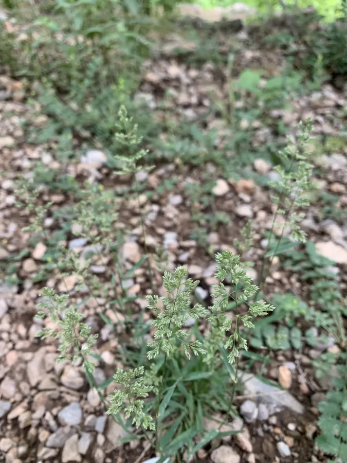 Poa pratensis