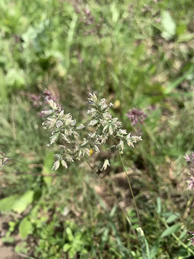 Poa pratensis