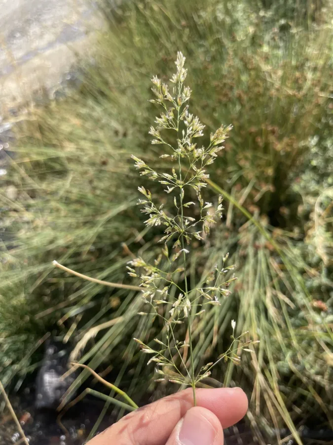 Poa trivialis