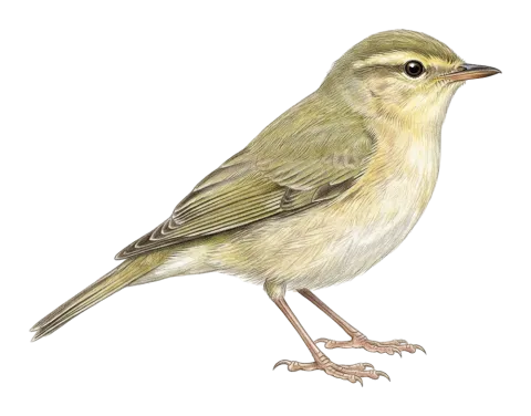 Willow Warbler
