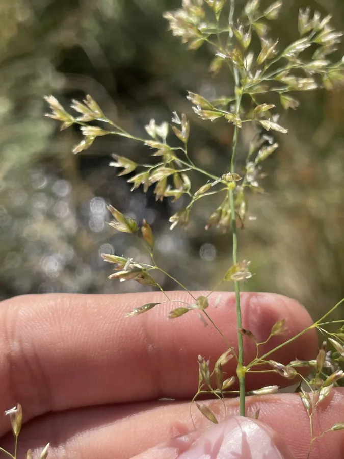 Poa trivialis