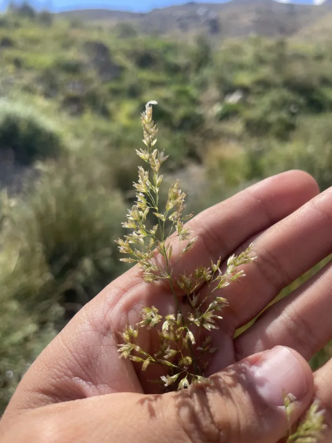 Poa trivialis