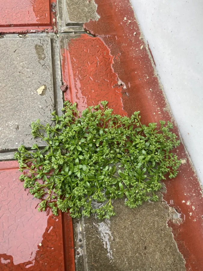 Polycarpon tetraphyllum