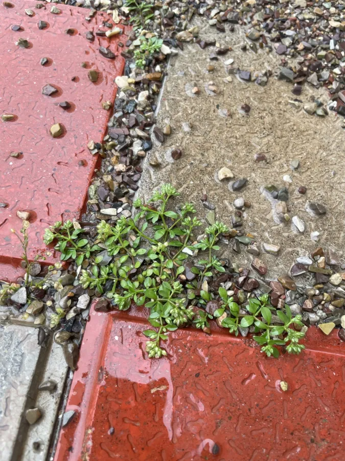 Polycarpon tetraphyllum