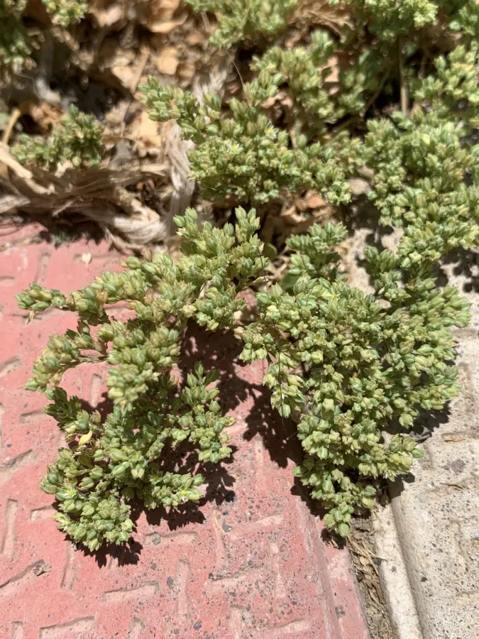 Polycarpon tetraphyllum