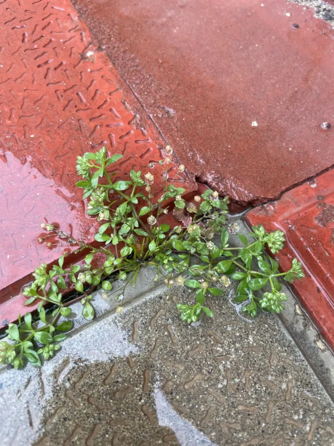 Polycarpon tetraphyllum