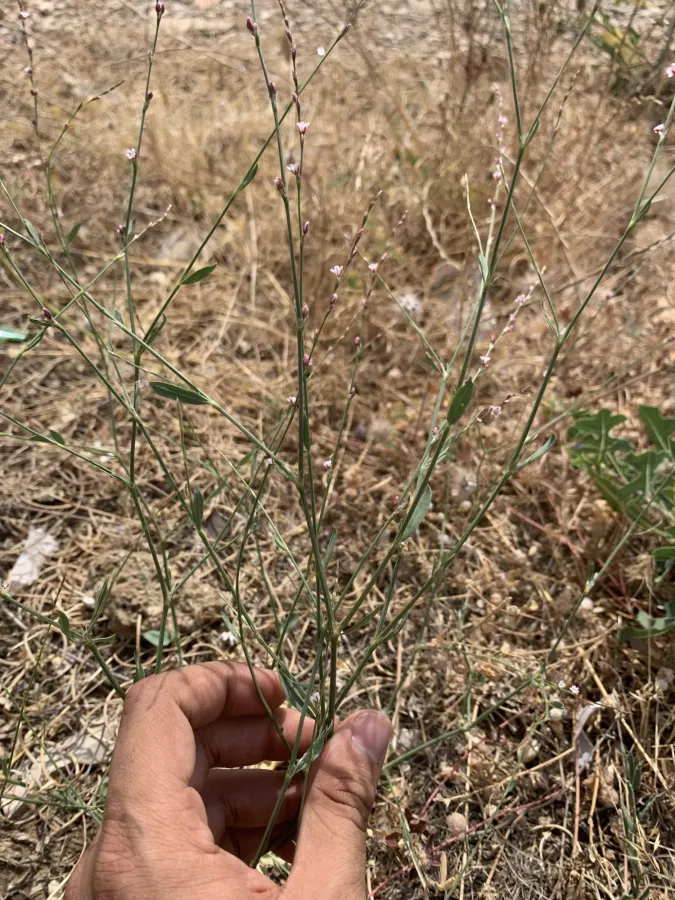 Polygonum arenarium