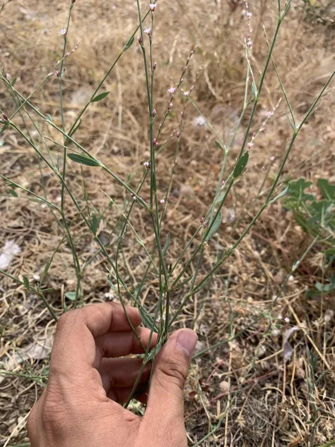 Polygonum arenarium