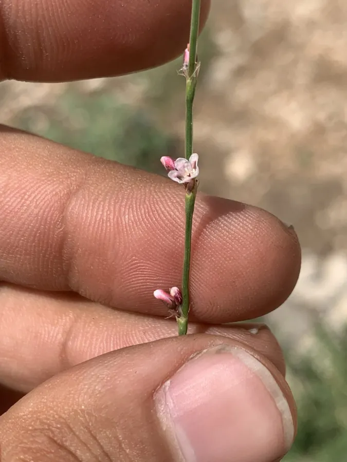 Polygonum arenarium