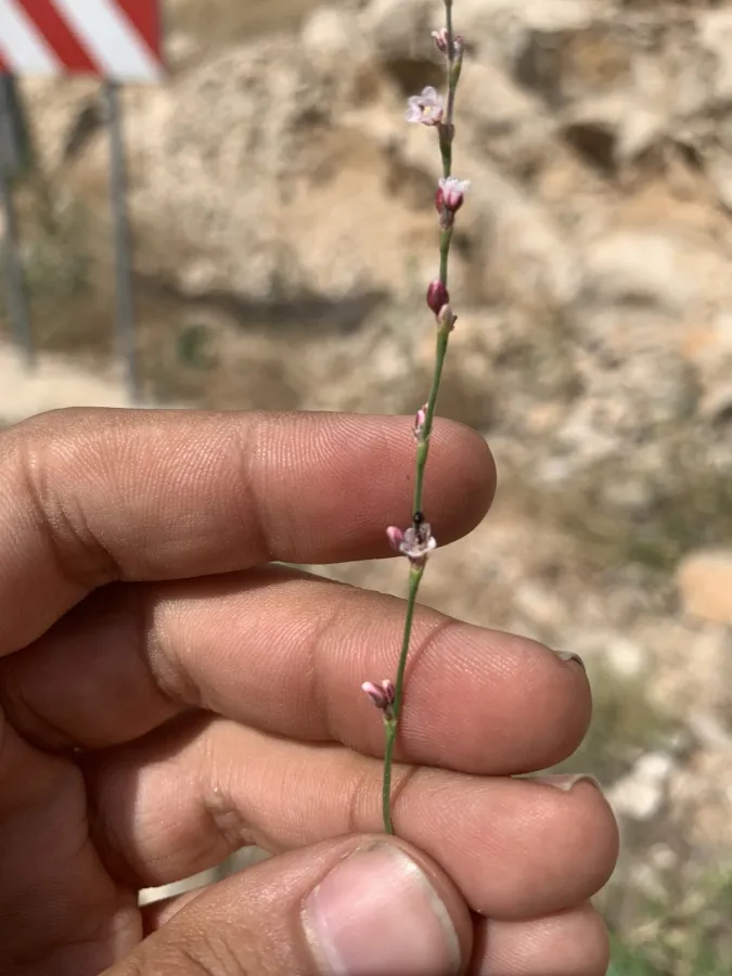 Polygonum arenarium