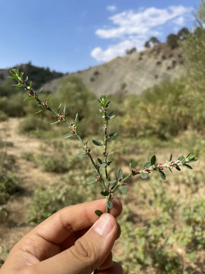 Polygonum arenastrum