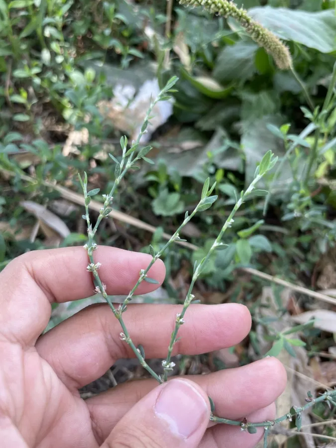 Polygonum arenastrum