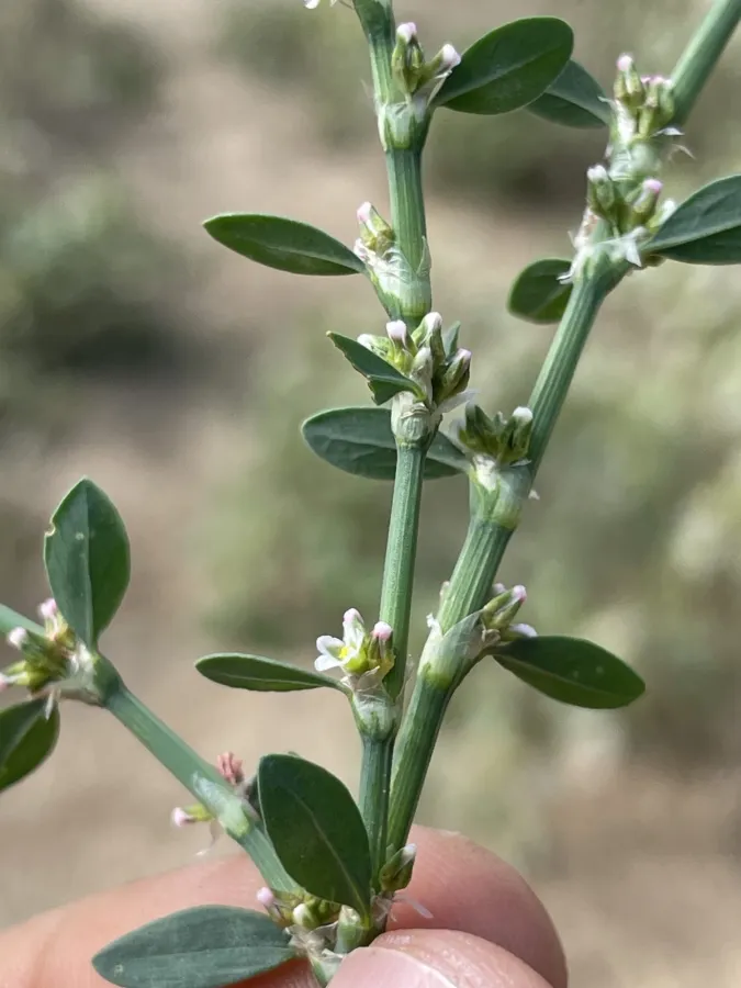 Polygonum arenastrum