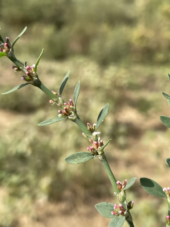 Polygonum arenastrum