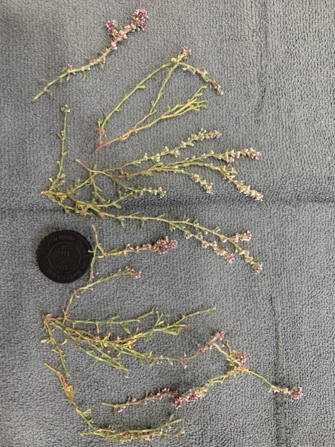 Polygonum argyrocoleon