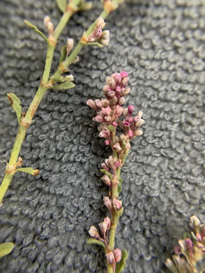 Polygonum argyrocoleon