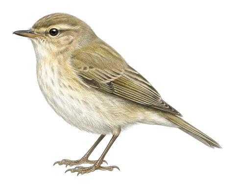 Common Chiffchaff