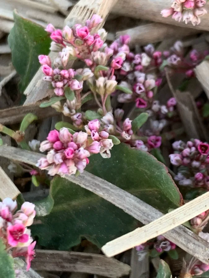 Polygonum argyrocoleon