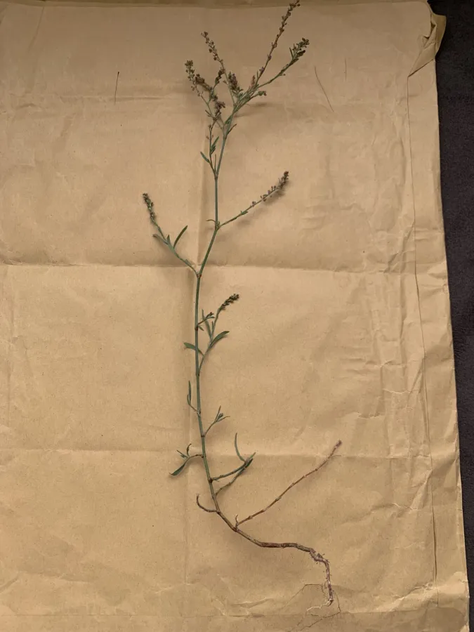 Polygonum argyrocoleon