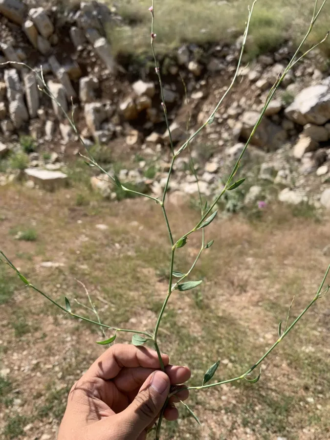 Polygonum bellardii