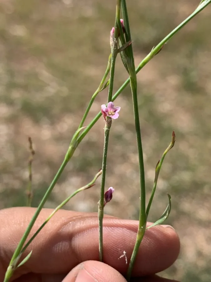 Polygonum bellardii