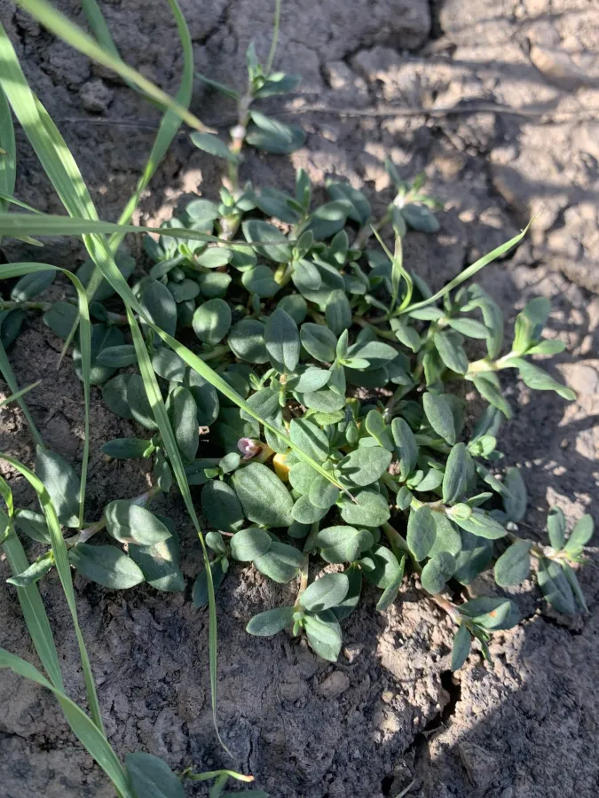 Polygonum cognatum