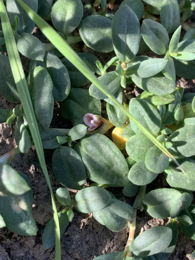 Polygonum cognatum