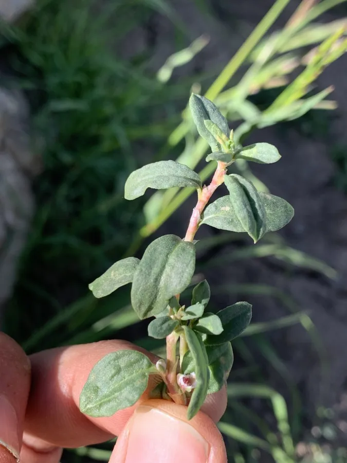 Polygonum cognatum