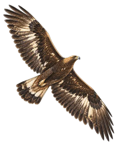 بازی ئاڵتونی